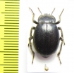 Psectrascelis sp.  Argentina - INSECTS-STORE.RU