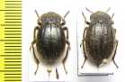 Psectrascelis sp., pair  Argentina - INSECTS-STORE.RU