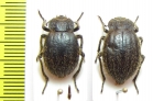 Psectrascelis sp., pair  Argentina - INSECTS-STORE.RU