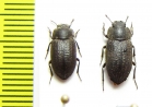 Salax lacordairei  Argentina - INSECTS-STORE.RU