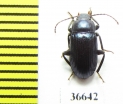 Tenebrionidae sp.  Cuba - INSECTS-STORE.RU
