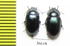 Tenebrionidae sp.  Cuba - INSECTS-STORE.RU