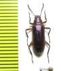 Tenebrionidae sp.  Paraguay - INSECTS-STORE.RU