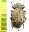 Entomoderes borealis  Paraguay - INSECTS-STORE.RU