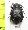 Entomoderes sp.  Paraguay - INSECTS-STORE.RU