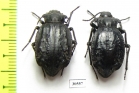 Entomoderes sp.  Paraguay - INSECTS-STORE.RU