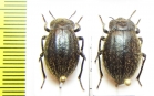 Psectrascelis sp.  Paraguay - INSECTS-STORE.RU