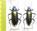 Strongylium bicolor  Paraguay - INSECTS-STORE.RU