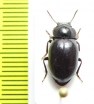 Aspidolobus piliger  Chile - INSECTS-STORE.RU
