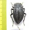 Callyntra penai  Chile - INSECTS-STORE.RU