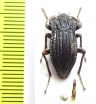 Callyntra rufocastanea  Chile - INSECTS-STORE.RU