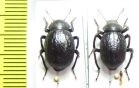 Entomochilus sp., pair  Chile - INSECTS-STORE.RU