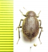 Entomochilus tomentosus  Chile - INSECTS-STORE.RU