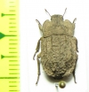 Gyrasida sp.  Chile - INSECTS-STORE.RU