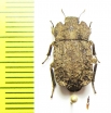 Gyrasida tomasi  Chile - INSECTS-STORE.RU