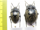 Gyriosomus kingi, pair  Chile - INSECTS-STORE.RU