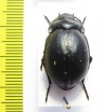 Gyriosomus laevigatus  Chile - INSECTS-STORE.RU