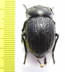 Gyriosomus paulseni  Chile - INSECTS-STORE.RU