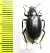 Heliofugus impressus  Chile - INSECTS-STORE.RU