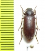 Hypselops oblonga  Chile - INSECTS-STORE.RU