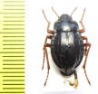 Nyctelia crassecostata  Chile - INSECTS-STORE.RU