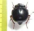 Nyctelia fitzroyi  Chile - INSECTS-STORE.RU