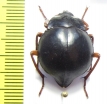 Nyctelia fitzroyi  Chile - INSECTS-STORE.RU