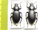 Nycterinus substriatus  Chile - INSECTS-STORE.RU