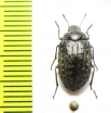 Nyctopetus rengoensis  Chile - INSECTS-STORE.RU