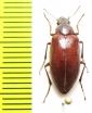 Parepitragus pulvurentus  Chile - INSECTS-STORE.RU