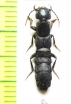 Staphylinidae sp.  Abkhazia - INSECTS-STORE.RU