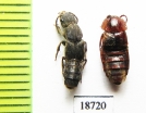 Staphylinidae sp.  Laos - INSECTS-STORE.RU