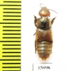 Staphylinidae sp.  Peru (myrmecophilous)   - INSECTS-STORE.RU