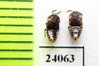Staphylinidae sp.  Russia, Tver reg. (myrmecophilous) - INSECTS-STORE.RU