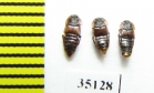 Staphylinidae sp.  Russia, Tver reg. (myrmecophilous) - INSECTS-STORE.RU
