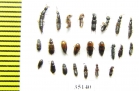 Staphylinidae sp.  Russia, Tver reg. - INSECTS-STORE.RU