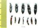 Staphylinidae sp.  Russia, Tver reg. - INSECTS-STORE.RU