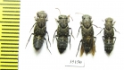 Staphylinidae sp.  Russia, Tver reg. - INSECTS-STORE.RU