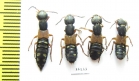 Staphylinidae sp.  Russia, Tver reg. - INSECTS-STORE.RU