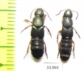 Staphylinidae sp.  Russia, Tver reg. - INSECTS-STORE.RU