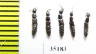Staphylinidae sp.  Russia, Tver reg. (from Ant hill) - INSECTS-STORE.RU