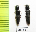 Staphylinidae sp.  South Africa Rep. - INSECTS-STORE.RU
