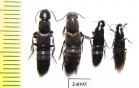 Staphylinidae sp.  Turkey, Mugla prov. - INSECTS-STORE.RU