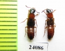 Staphylinidae sp.  Turkey, Mugla prov. - INSECTS-STORE.RU