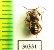 Lomechusoides strumosus  Russia, Tver reg. (myrmecophilous) - INSECTS-STORE.RU