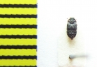 Micropeplus porcatus  Belorussia - INSECTS-STORE.RU
