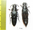 Velleius dilatatus  Russia, Tver reg. - INSECTS-STORE.RU