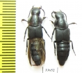 Velleius dilatatus  Russia, Tver reg. - INSECTS-STORE.RU