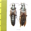 Velleius sp.  Russia, Far East - INSECTS-STORE.RU