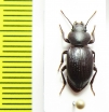 Peltolobus waterhousei  Chile - INSECTS-STORE.RU